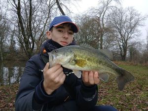 Largemouth Bass