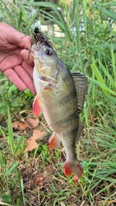 European Perch