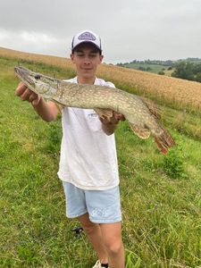 Northern Pike