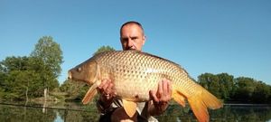 Common Carp
