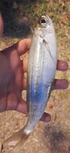 European Pilchard