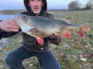 European Perch