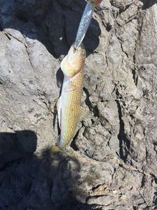 Pesce lucertola 