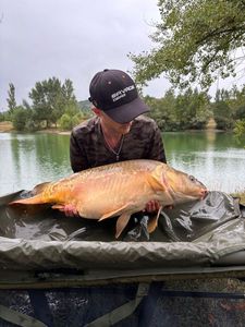 Mirror Carp