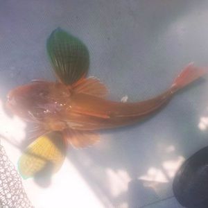 Grey Gurnard