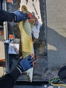 Northern Pike
