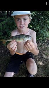 European Perch