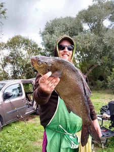 White bream
