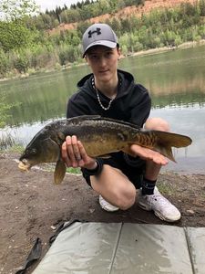 Mirror Carp