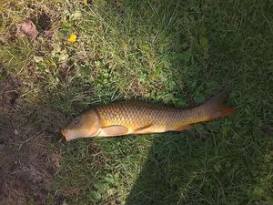 Common Carp