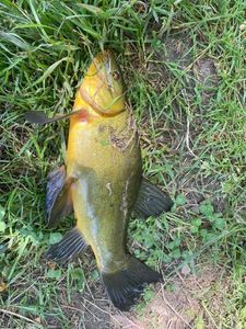 Tench