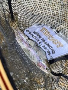 Rainbow Trout