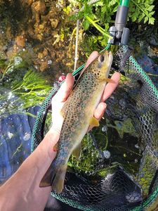 Brown Trout