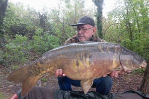 Carpe miroir 