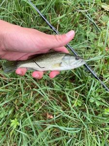 Largemouth Bass