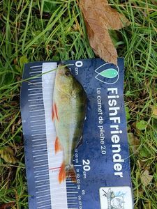 European Perch