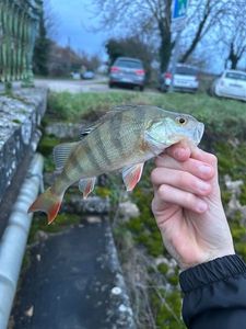 European Perch