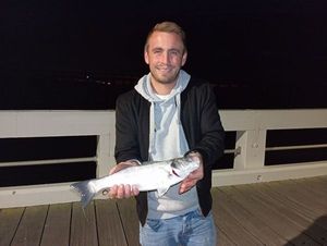 European Bass (Seabass)