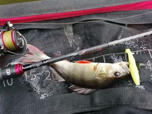 European Perch