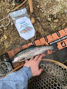 Rainbow Trout