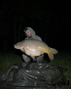 Mirror Carp