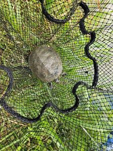 Red-Eared Slider
