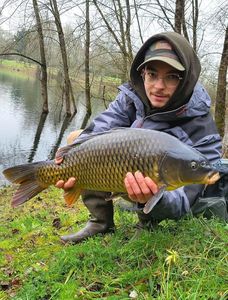 Common Carp