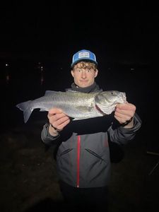 European Bass (Seabass)