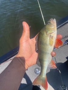 European Perch