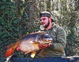 Mirror Carp