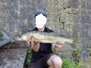 Zander