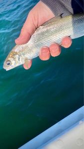 European Whitefish
