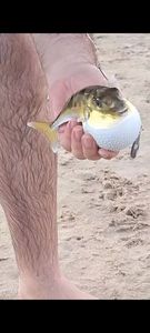 Blunthead Puffer (Balloonfish)