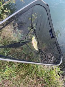 Largemouth Bass