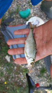 Roach
