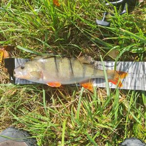 European Perch