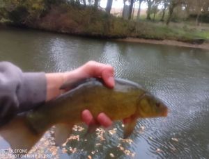 Tench