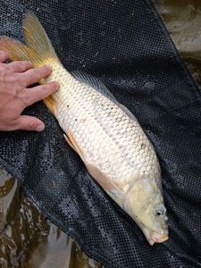Common Carp