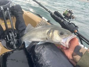 European Bass (Seabass)