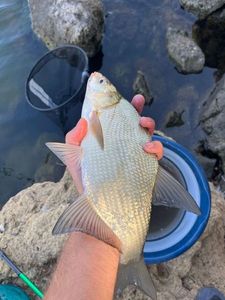 Common Bream