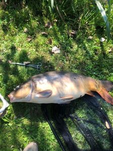 Mirror Carp