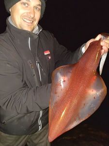 European Squid