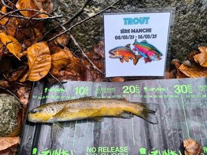 Brown Trout