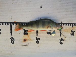 European Perch