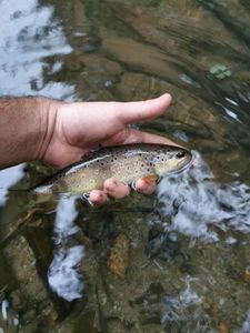 Brown Trout