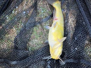 Black Bullhead