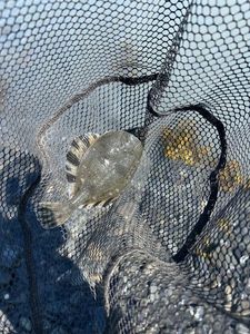 European Plaice