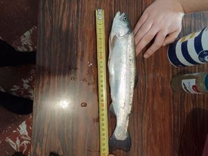 Rainbow Trout