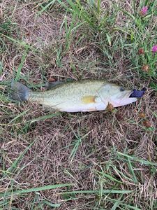 Largemouth Bass
