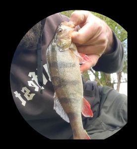 Yellow Perch